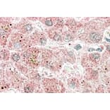 Immunohistochemistry - Anti-APOF Antibody (A84554) - Antibodies.com