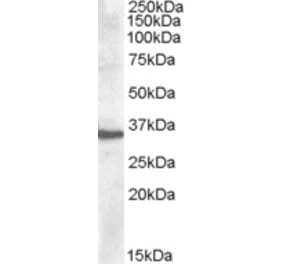 Western Blot - Anti-APOF Antibody (A84554) - Antibodies.com