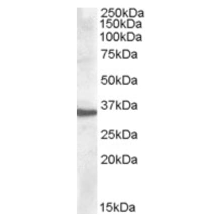 Western Blot - Anti-APOF Antibody (A84554) - Antibodies.com