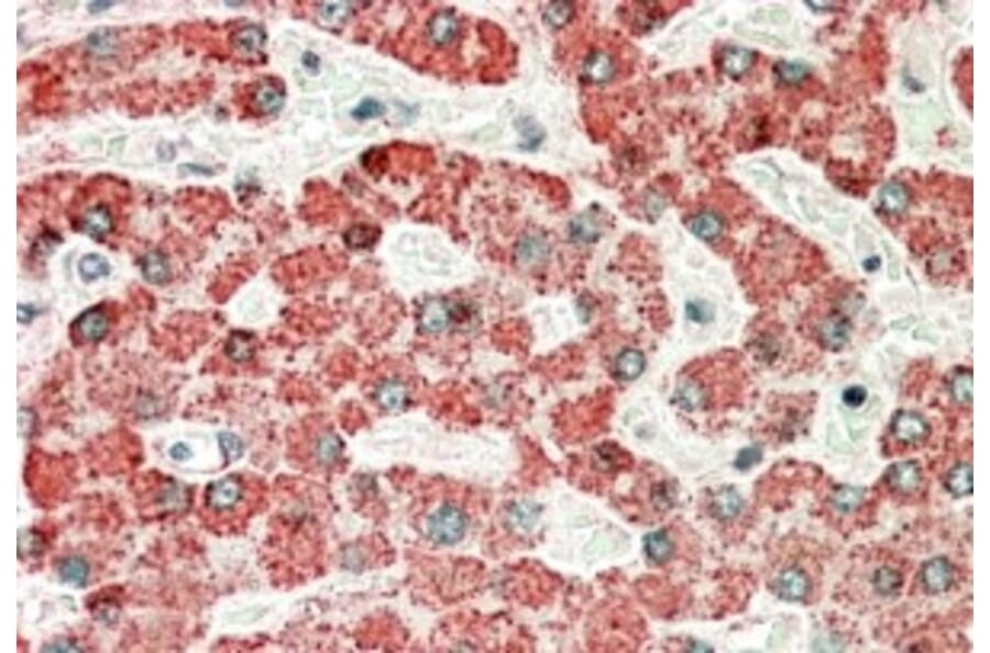 Immunohistochemistry - Anti-APOL6 Antibody (A84556) - Antibodies.com