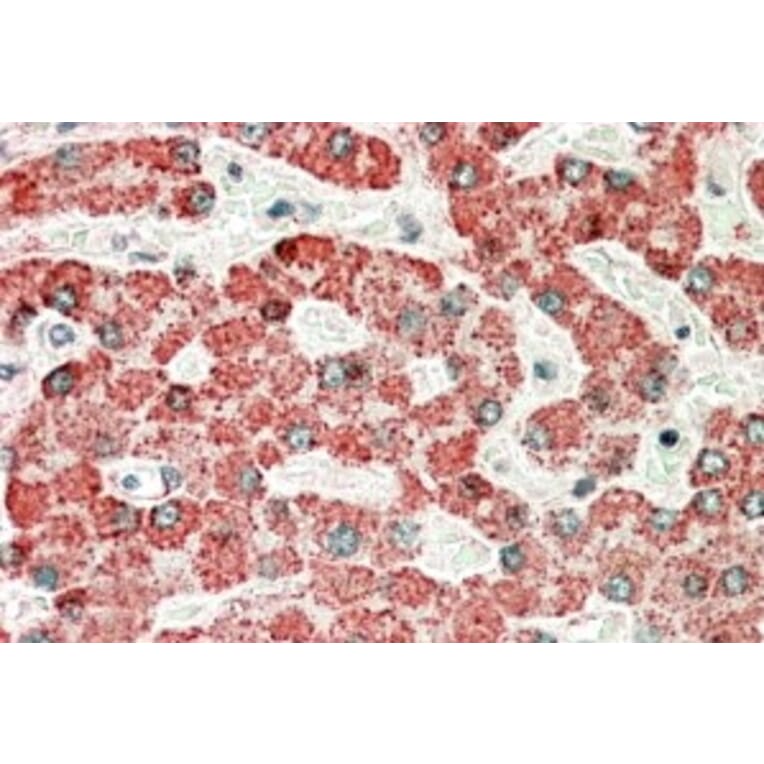 Immunohistochemistry - Anti-APOL6 Antibody (A84556) - Antibodies.com