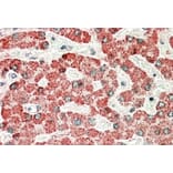 Immunohistochemistry - Anti-APOL6 Antibody (A84556) - Antibodies.com