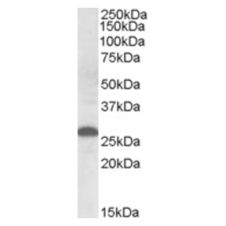 Western Blot - Anti-Apo-M Antibody (A84557) - Antibodies.com