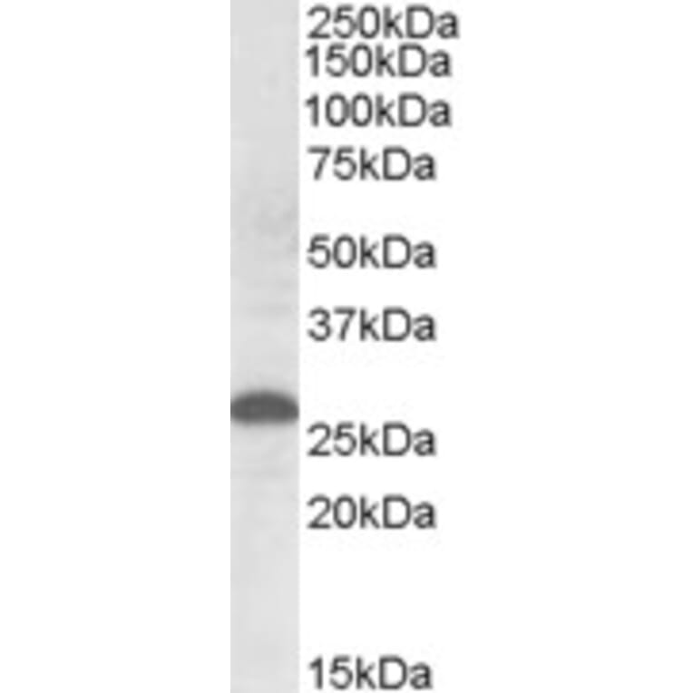 Western Blot - Anti-Apo-M Antibody (A84557) - Antibodies.com