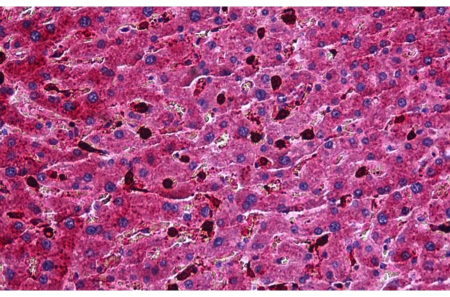 Immunohistochemistry - Anti-Apo-M Antibody (A84557) - Antibodies.com