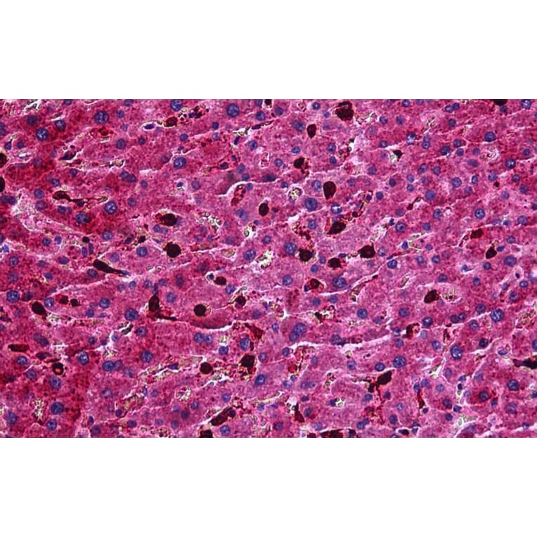 Immunohistochemistry - Anti-Apo-M Antibody (A84557) - Antibodies.com