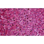 Immunohistochemistry - Anti-Apo-M Antibody (A84557) - Antibodies.com