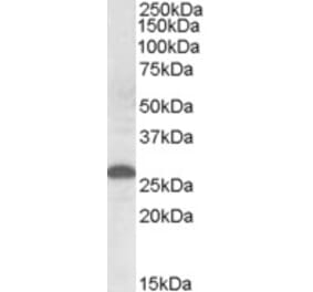 Western Blot - Anti-Apom Antibody (A84557) - Antibodies.com
