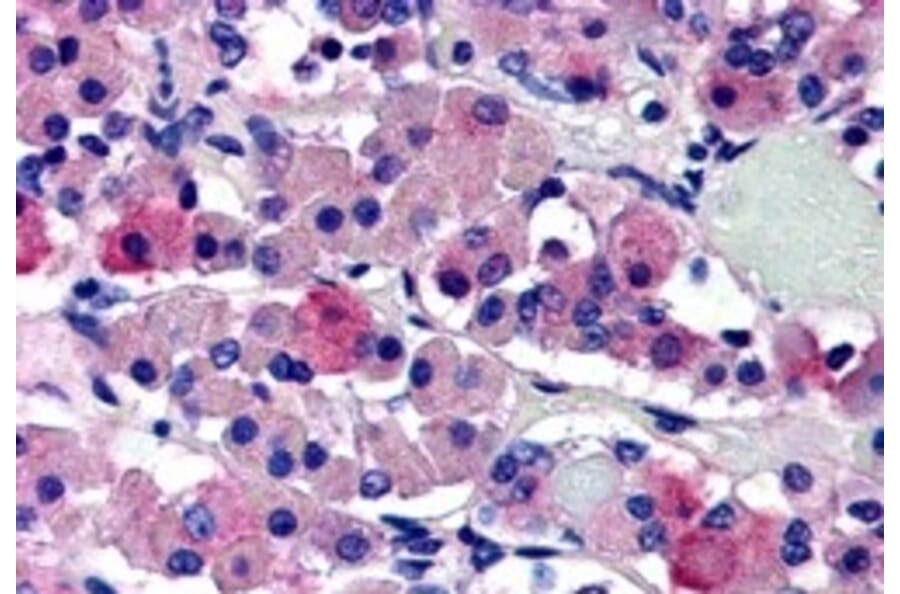 Immunohistochemistry - Anti-AVPR1B Antibody (A84558) - Antibodies.com