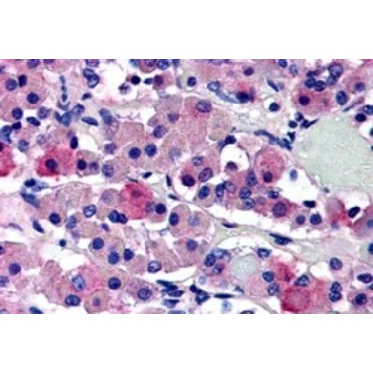Immunohistochemistry - Anti-AVPR1B Antibody (A84558) - Antibodies.com
