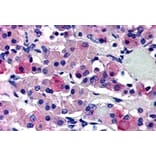 Immunohistochemistry - Anti-AVPR1B Antibody (A84558) - Antibodies.com