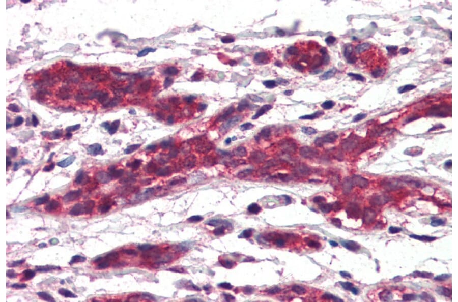 Immunohistochemistry - Anti-DAGLA Antibody (A84560) - Antibodies.com