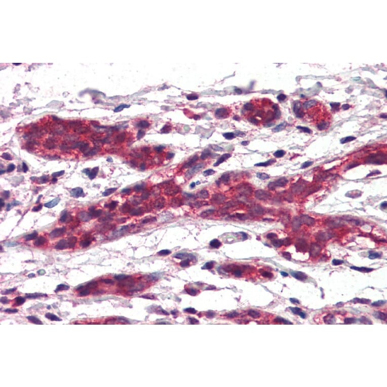 Immunohistochemistry - Anti-DAGLA Antibody (A84560) - Antibodies.com