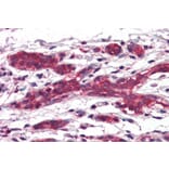 Immunohistochemistry - Anti-DAGLA Antibody (A84560) - Antibodies.com