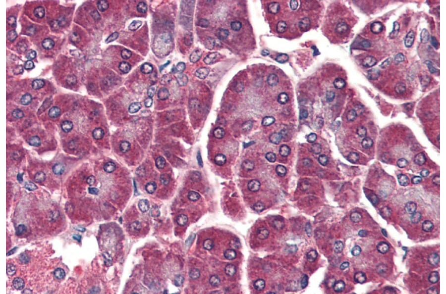 Immunohistochemistry - Anti-DAGLA Antibody (A84560) - Antibodies.com