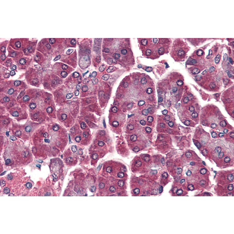 Immunohistochemistry - Anti-DAGLA Antibody (A84560) - Antibodies.com