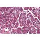 Immunohistochemistry - Anti-DAGLA Antibody (A84560) - Antibodies.com