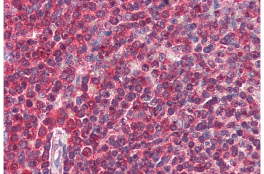 Immunohistochemistry - Anti-DAGLA Antibody (A84560) - Antibodies.com