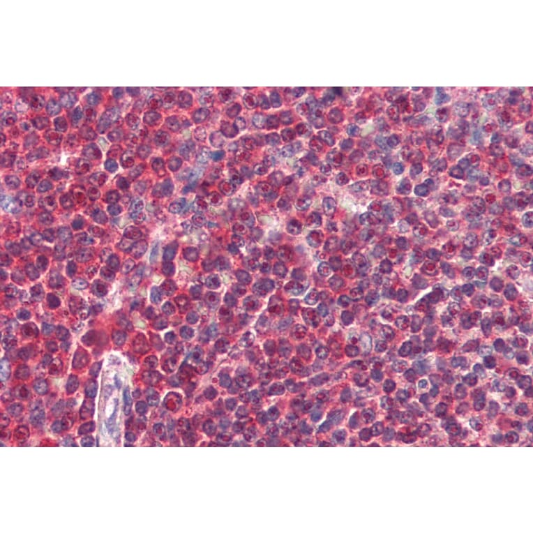 Immunohistochemistry - Anti-DAGLA Antibody (A84560) - Antibodies.com