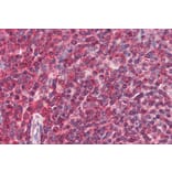 Immunohistochemistry - Anti-DAGLA Antibody (A84560) - Antibodies.com