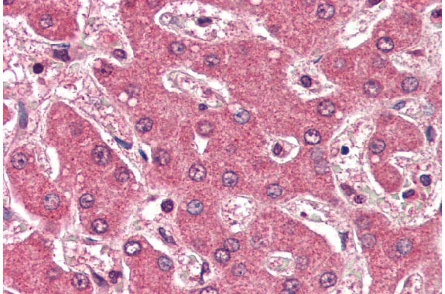 Immunohistochemistry - Anti-Apolipoprotein B Antibody (A84561) - Antibodies.com