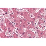 Immunohistochemistry - Anti-Apolipoprotein B Antibody (A84561) - Antibodies.com