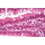 Immunohistochemistry - Anti-Apolipoprotein B Antibody (A84561) - Antibodies.com