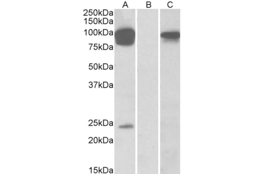 Western Blot - Anti-TRPV3 Antibody (A84562) - Antibodies.com