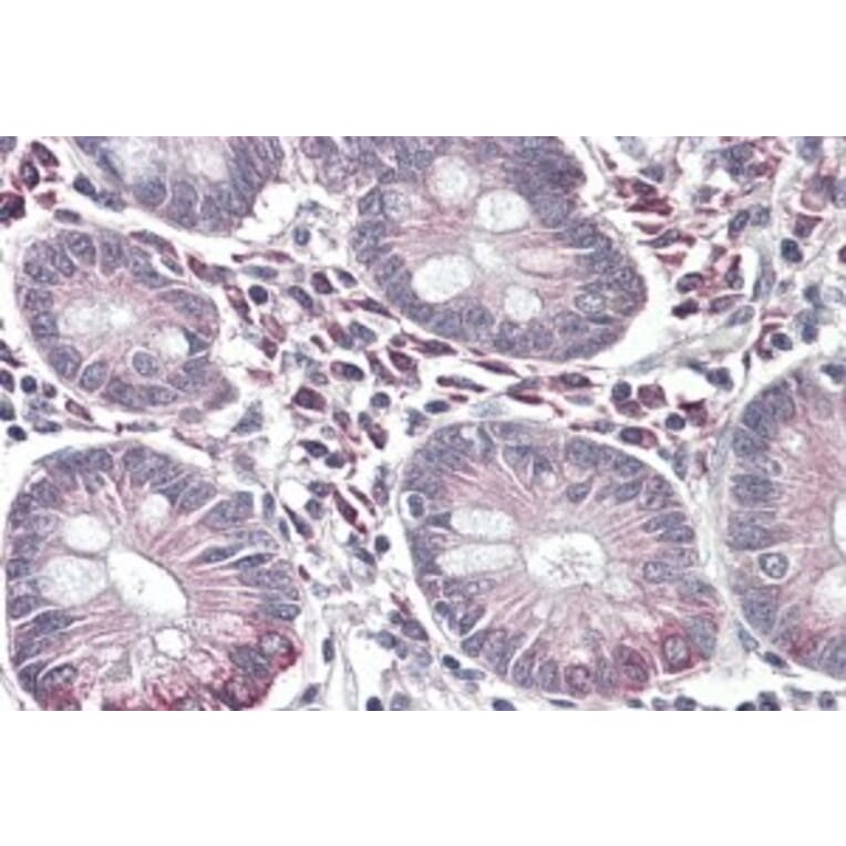 Immunohistochemistry - Anti-SLC10A2/ASBT Antibody (A84566) - Antibodies.com
