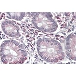 Immunohistochemistry - Anti-SLC10A2/ASBT Antibody (A84566) - Antibodies.com