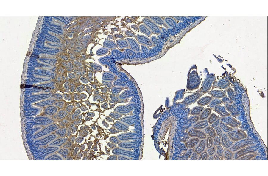 Immunohistochemistry - Anti-SLC10A2/ASBT Antibody (A84567) - Antibodies.com