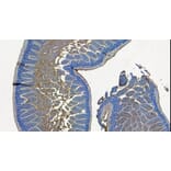 Immunohistochemistry - Anti-SLC10A2/ASBT Antibody (A84567) - Antibodies.com