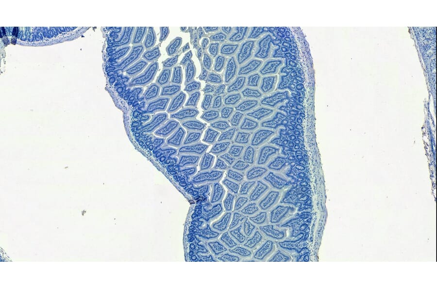 Immunohistochemistry - Anti-SLC10A2/ASBT Antibody (A84567) - Antibodies.com