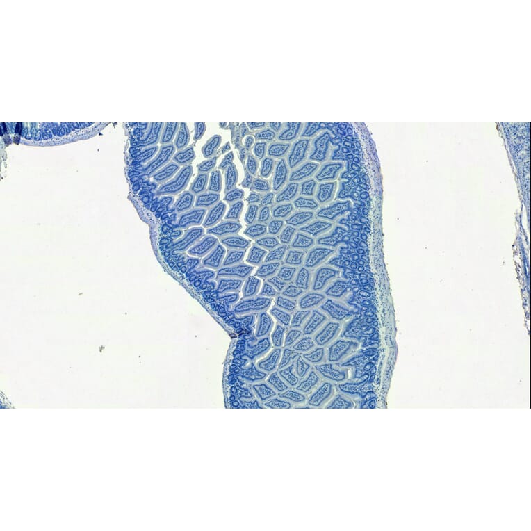 Immunohistochemistry - Anti-SLC10A2/ASBT Antibody (A84567) - Antibodies.com