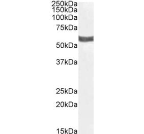 Western Blot - Anti-P2X4 Antibody (A84570) - Antibodies.com