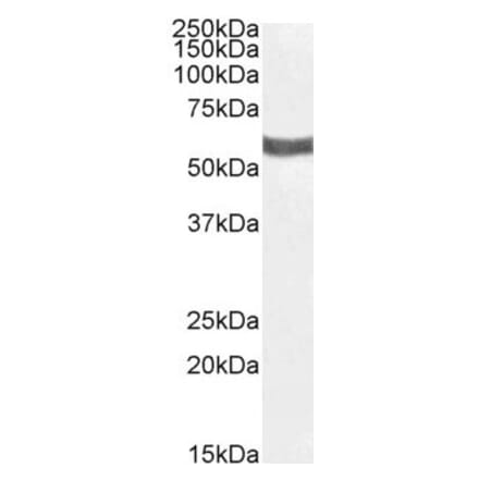 Western Blot - Anti-P2X4 Antibody (A84570) - Antibodies.com