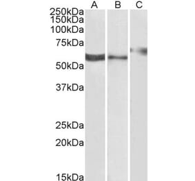 Western Blot - Anti-P2RX4 Antibody (A84570) - Antibodies.com