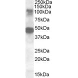 Western Blot - Anti-LIP1 Antibody (A84572) - Antibodies.com