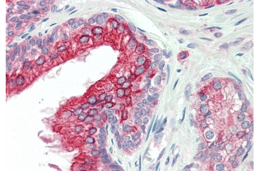 Immunohistochemistry - Anti-ANKK1 Antibody (A84573) - Antibodies.com