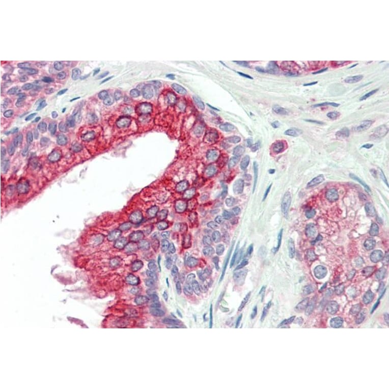 Immunohistochemistry - Anti-ANKK1 Antibody (A84573) - Antibodies.com