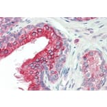 Immunohistochemistry - Anti-ANKK1 Antibody (A84573) - Antibodies.com
