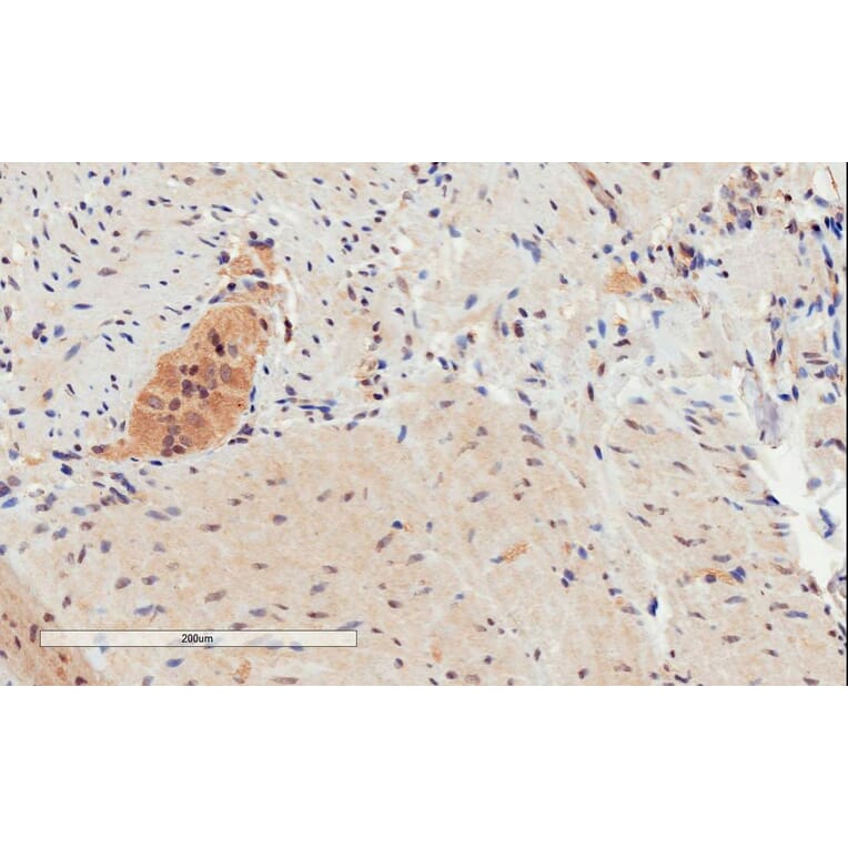 Immunohistochemistry - Anti-GPCR GPR120 Antibody (A84574) - Antibodies.com