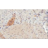 Immunohistochemistry - Anti-GPCR GPR120 Antibody (A84574) - Antibodies.com