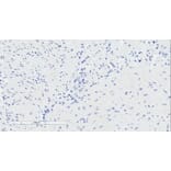 Immunohistochemistry - Anti-GPCR GPR120 Antibody (A84574) - Antibodies.com