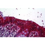 Immunohistochemistry - Anti-LRP4 Antibody (A84576) - Antibodies.com