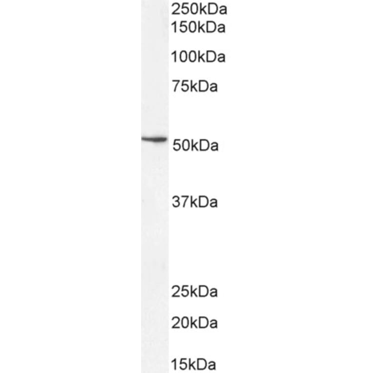 Western Blot - Anti-SOX10 Antibody (A84577) - Antibodies.com