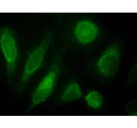 Immunofluorescence - Anti-ODZ3 Antibody (A84578) - Antibodies.com