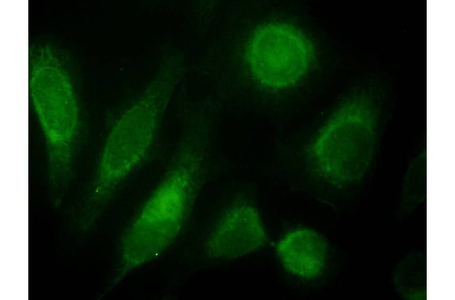Immunofluorescence - Anti-ODZ3 Antibody (A84578) - Antibodies.com