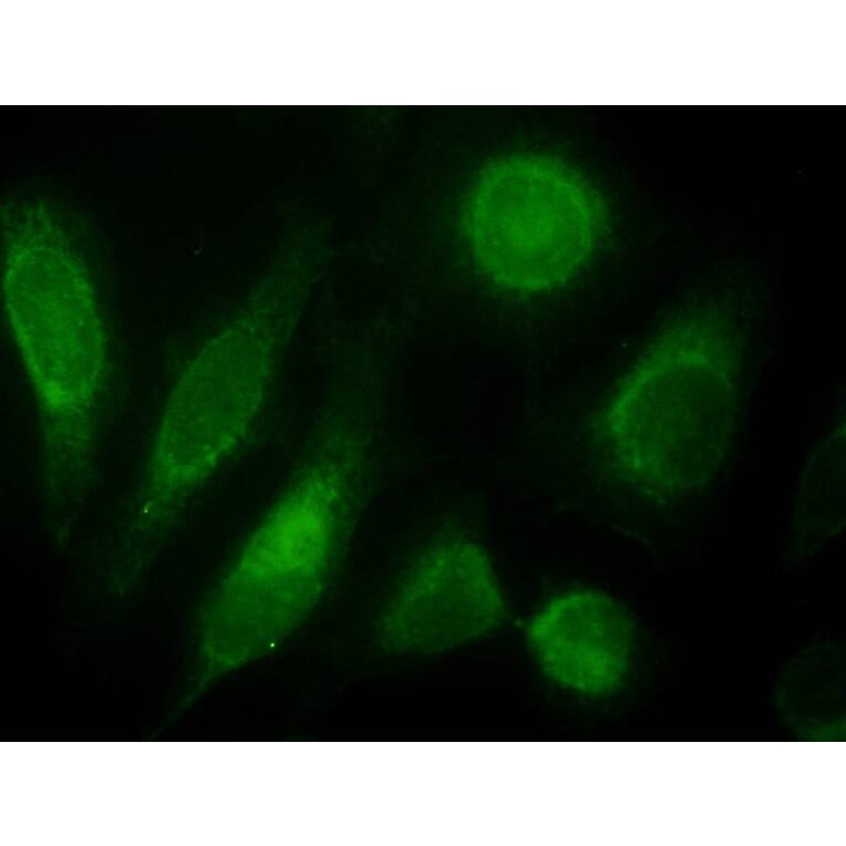 Immunofluorescence - Anti-ODZ3 Antibody (A84578) - Antibodies.com