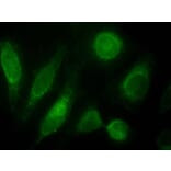 Immunofluorescence - Anti-ODZ3 Antibody (A84578) - Antibodies.com